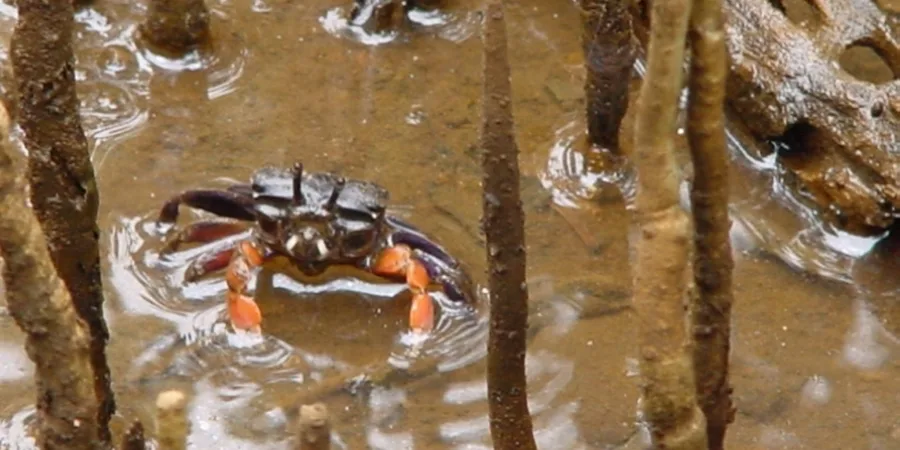 A purple-clawed semaphore crab with orange claws among mangrove pneumatophores