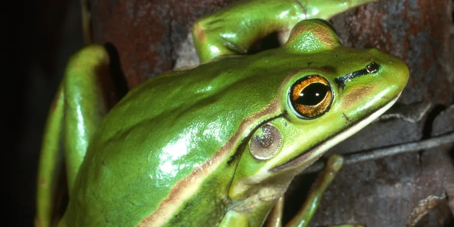 A green frog perched on a weathered branch