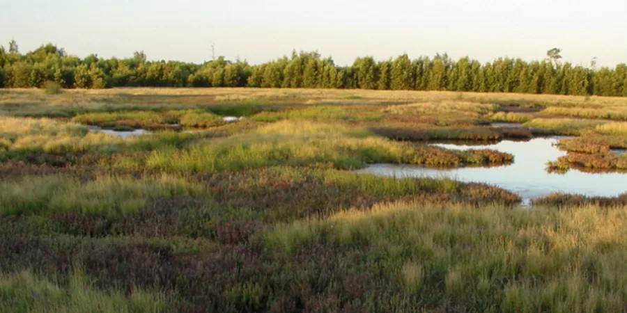 Saltmarsh pools catching low golden light