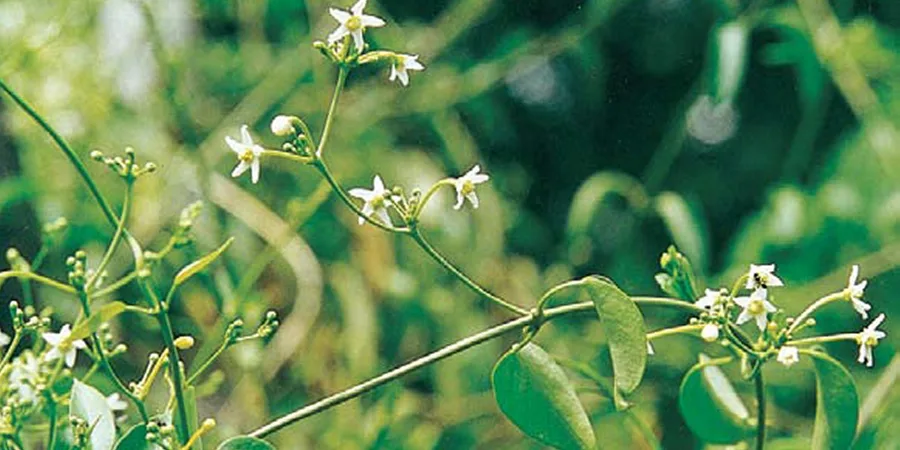 A white-flowering vine among rainforest-edge foliage