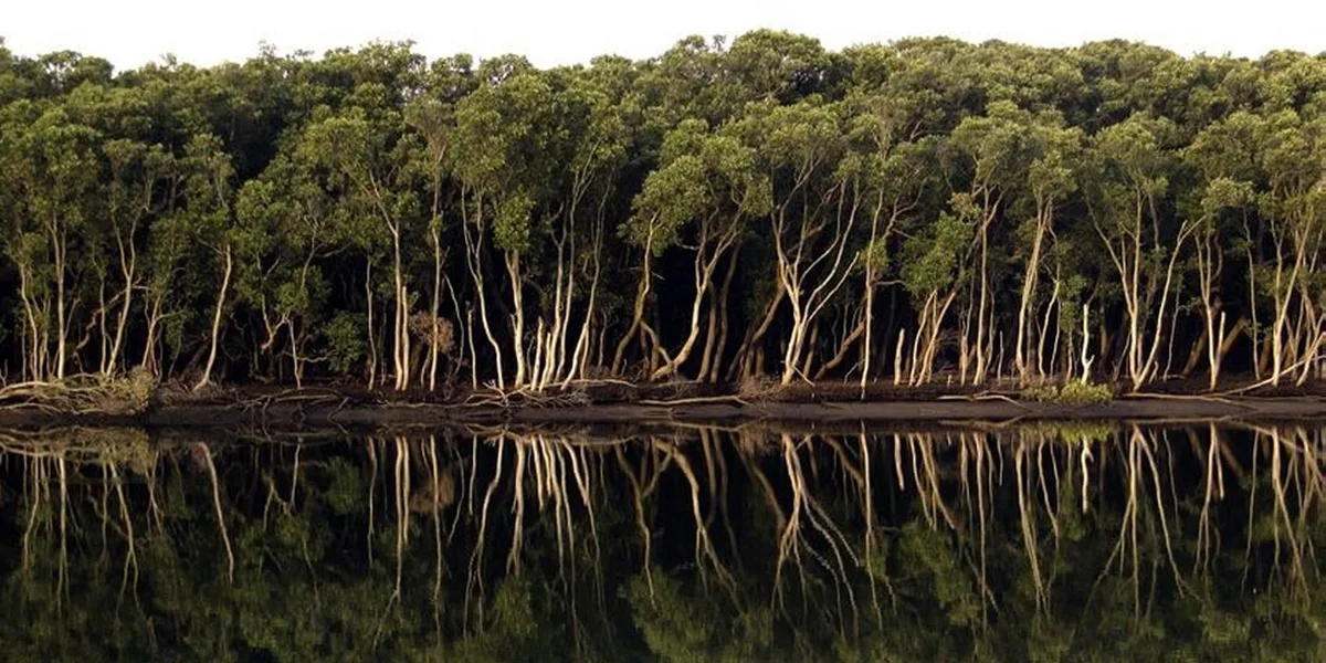 Grey mangroves mirrored in still water on the Hunter River estuary