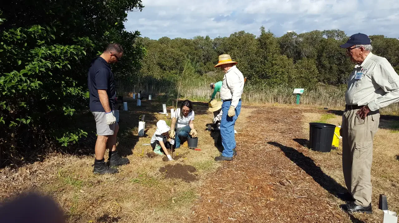 Volunteers and a child in a sunhat planting a tree seedling in a grassy clearing, with white tree guards and bushland behind