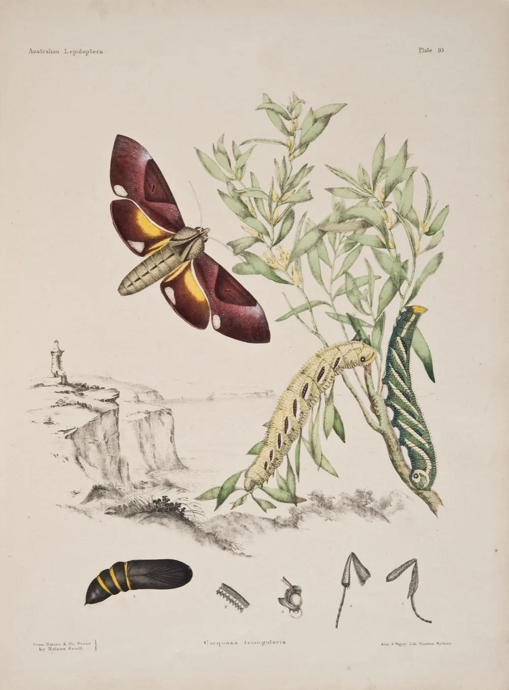 Plate 10 of Australian Lepidoptera: a wine-red hawk moth painted on its host plant with caterpillars, pupa and anatomical figures