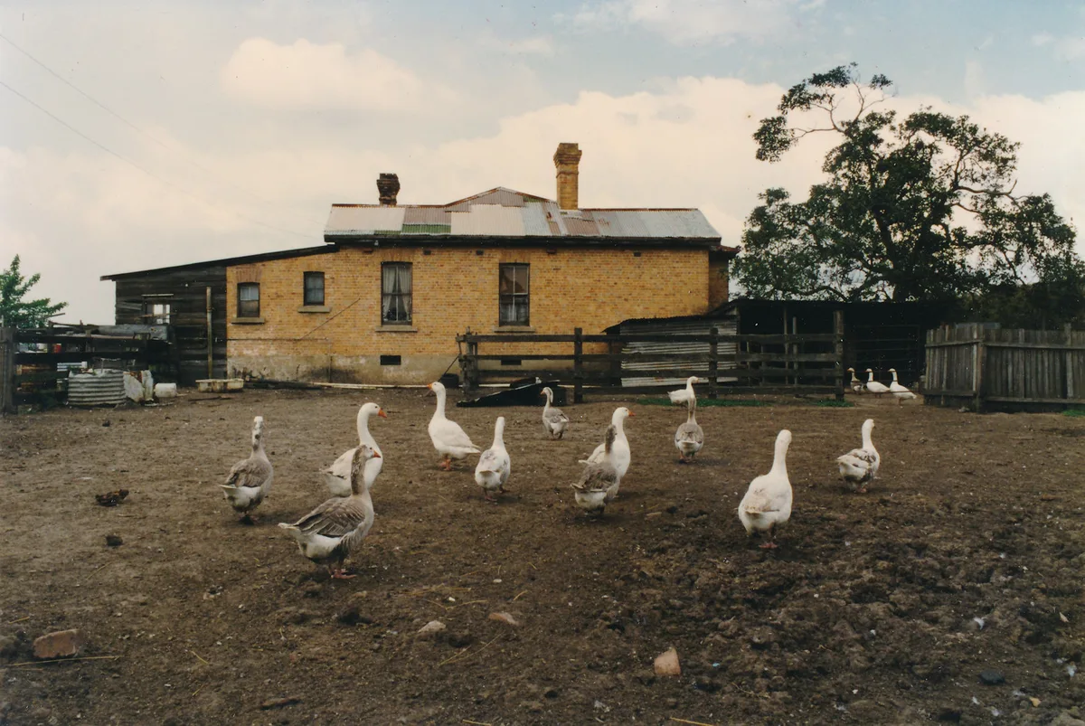 A flock of geese crossing the bare earth behind the house