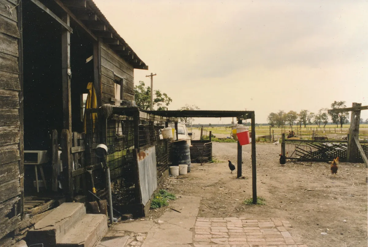 Chickens ranging across the yard beside the house's outbuildings