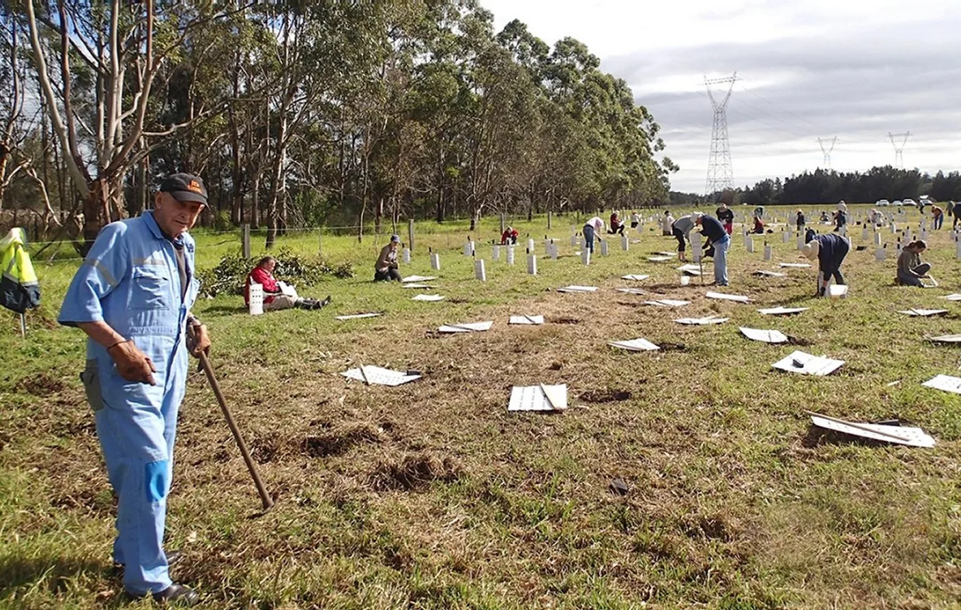 Volunteers planting native seedlings among rows of white tree guards on Ash Island